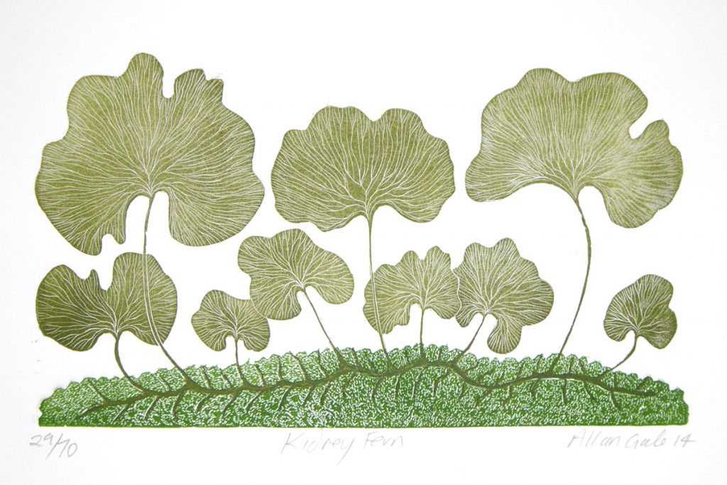Print of a Kidney Fern by Allan Gale