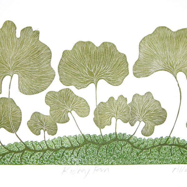 Print of a Kidney Fern by Allan Gale