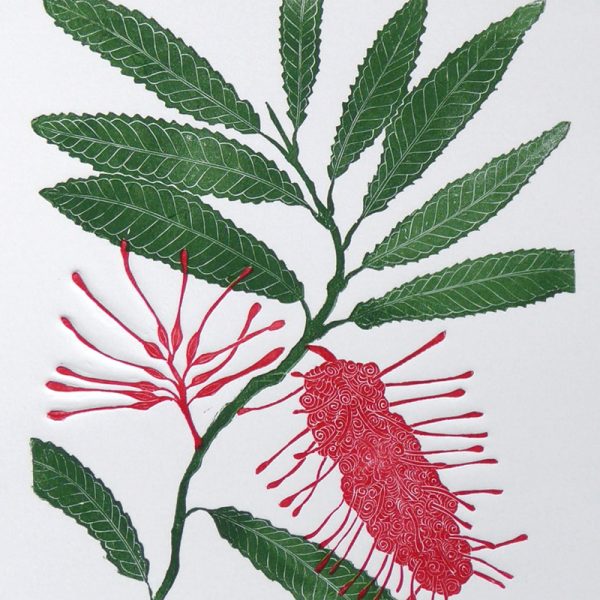 Print of the flowers and leaves of the Rewa Rewa plant by Allan Gale