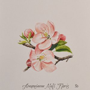 NZ Botanicals Original Watercolor 'Apple Blossom'