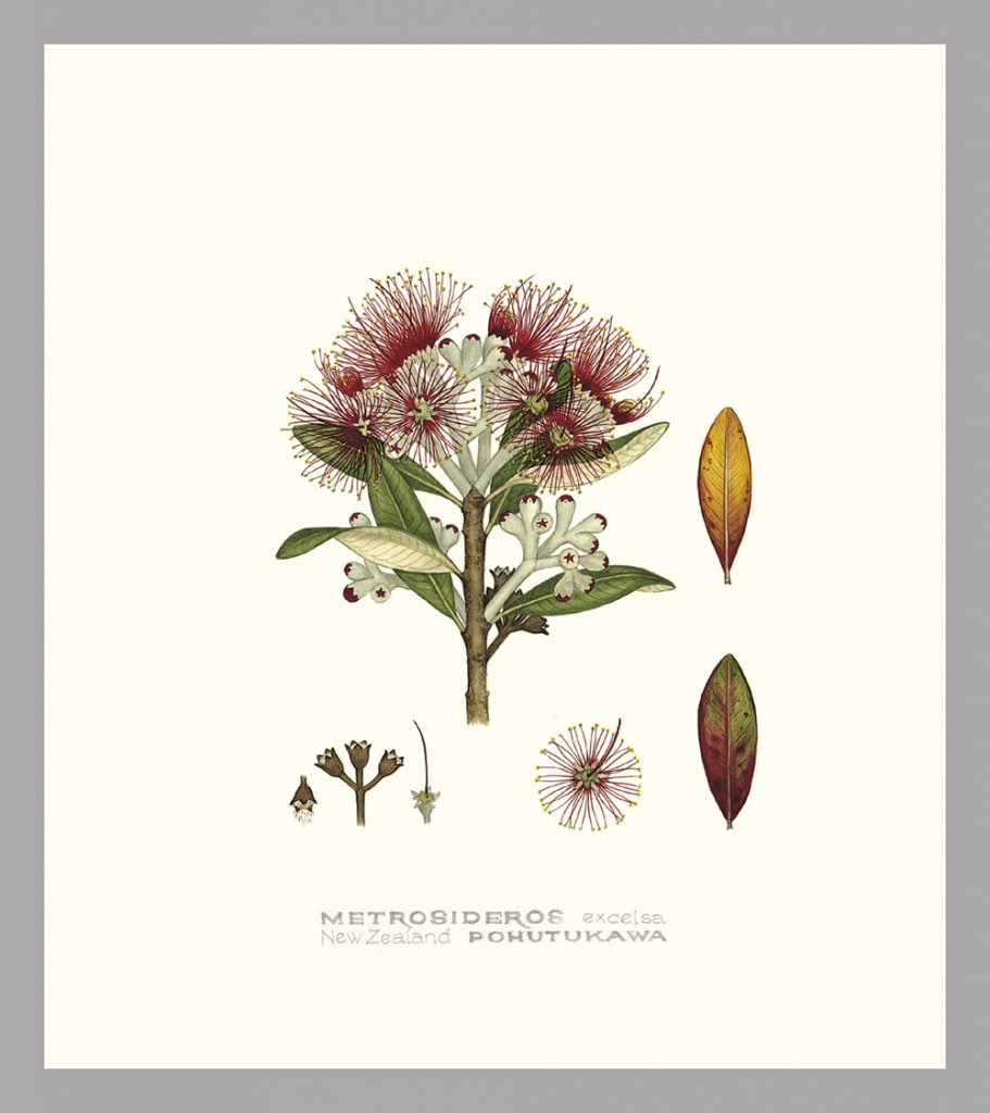 Botanical drawing of NZ Pohutukawa by Jo Ewing